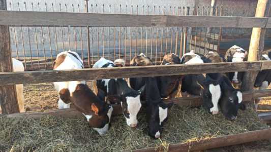 продаю телят