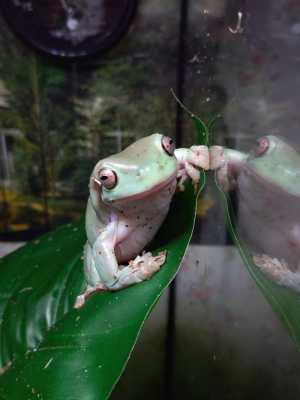 Квакша с террариумом