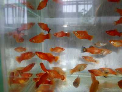 Аквариумные рыбки пецилии