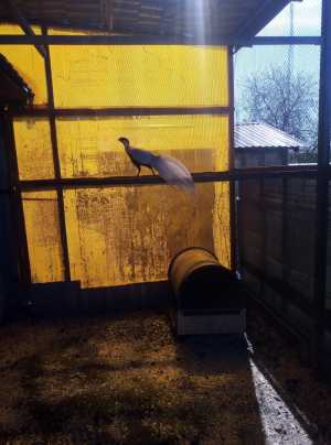 Продам фазанов