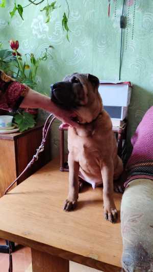 продажа щенков