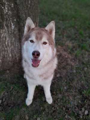 Выгул собак