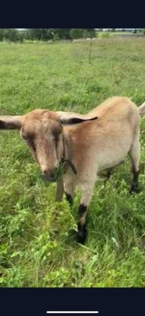 Продам дойных коз