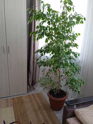 Продам цветы