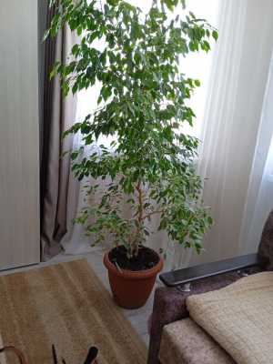 Продам цветы
