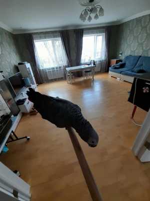Жако краснохвостый