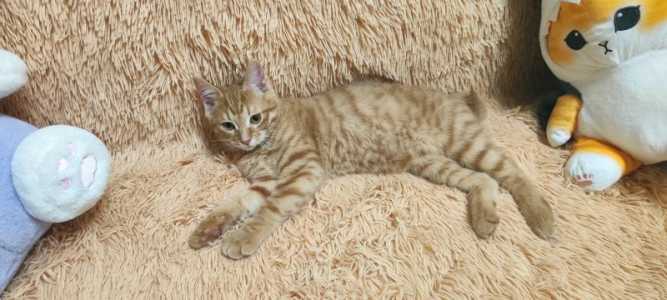 Продаются котята) Курильский бобтейл