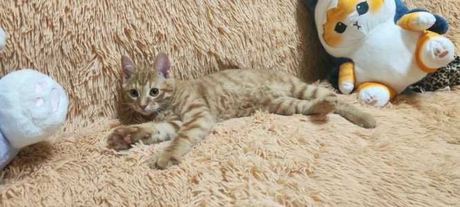 Продаются котята) Курильский бобтейл
