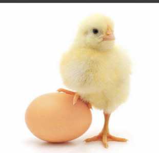 Суточные цыплята бройлеры Венгрия
