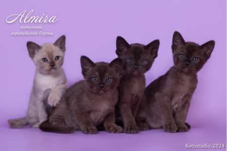Бурманские котята из питомника