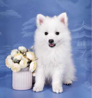 Японский шпиц