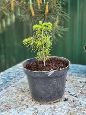 Пихта сибирская