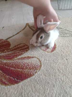 Кролики декоративный