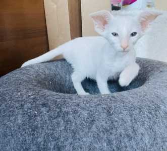 Продаю прекрасных ориентальных котят