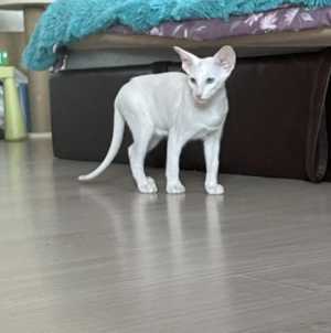 Продаю прекрасных ориентальных котят
