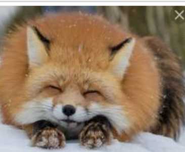 Куплю лисенка