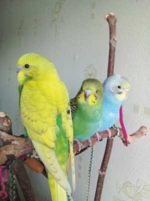 Птенцы волнистого попугая