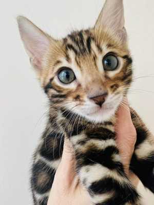 Бенгальские котята питомник Leopardetta