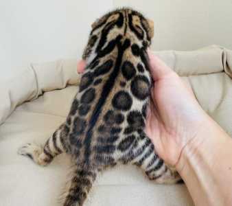Бенгальские котята питомник Leopardetta
