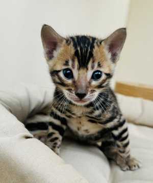 Бенгальские котята питомник Leopardetta