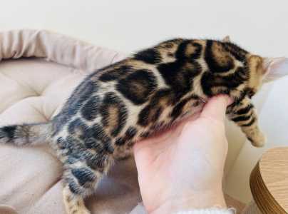 Бенгальские котята питомник Leopardetta