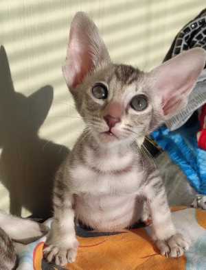 Ориентальные котята