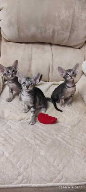 Ориентальные котята