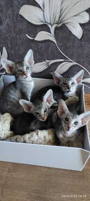 Ориентальные котята