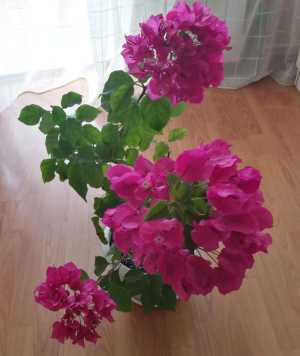 Бугенвилия