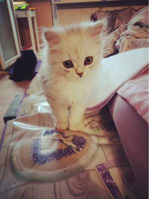 Персидский классический котенок, шиншилла