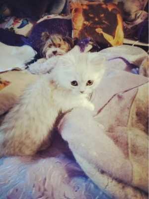 Персидский классический котенок, шиншилла