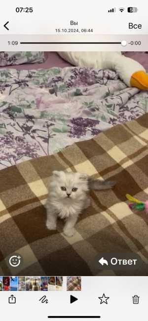 Персидский классический котенок, шиншилла