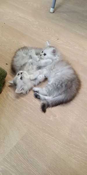 Персидский классический котенок, шиншилла