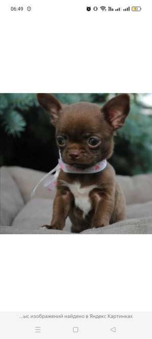 Куплю недорого, той терьер, или чихуахуа