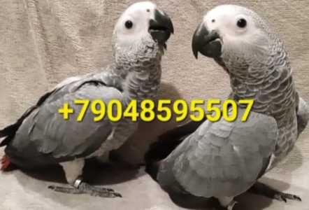 Жако выкормыши продам