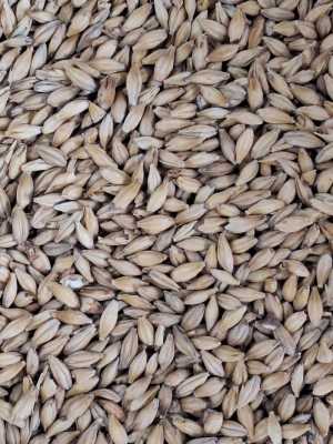 Солод ячменный светлый