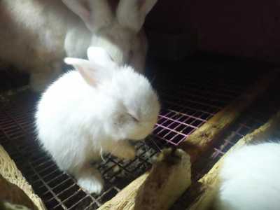 Панон кролик