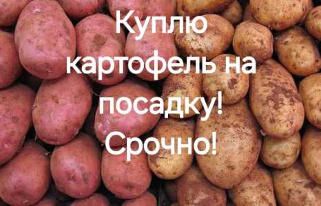 Куплю картофель,срочно!!!