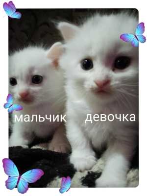 Белые котята