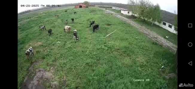 Молочные продукты. Молоко