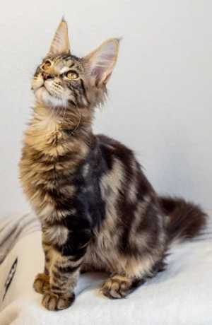 Котята мейн кун
