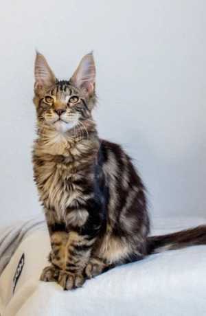 Котята мейн кун