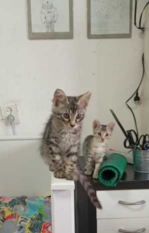 Котята породы Саванна ф6