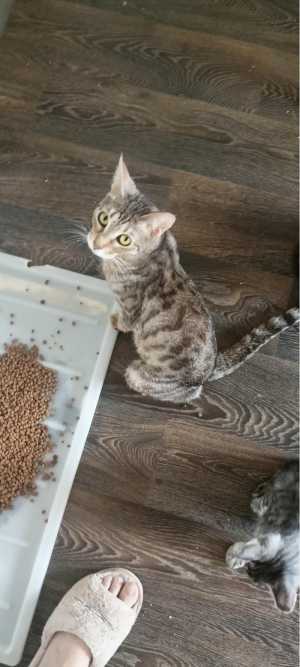 Котята породы Саванна ф6