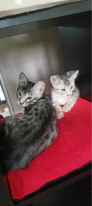 Котята породы Саванна ф6
