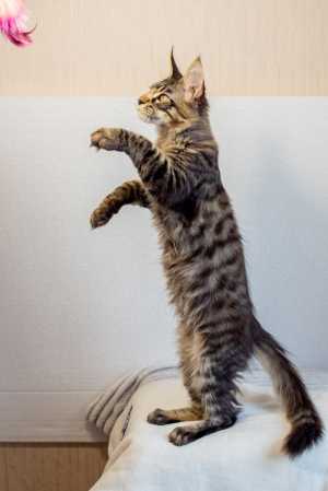 Котята мейн кун