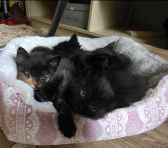 Котята Йоркской шоколадной породы