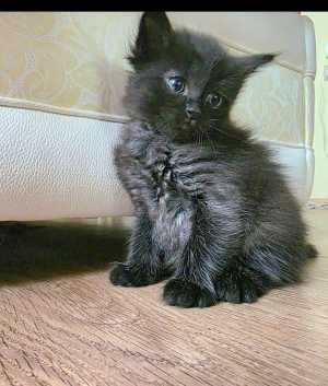 Котята Йоркской шоколадной породы