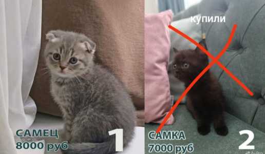 Продам котят шотландской породы