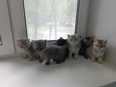 Продам котят шотландской породы